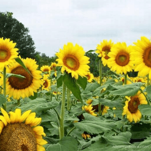 Peredovik Sunflower Seed