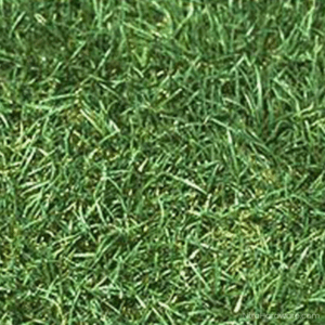 Perennial Ryegrass Seed – Turf Type Lawn growing in ground