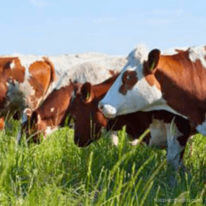 Persister Rescuegrass – Prairiegrass Seed growing in field with cattle