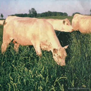 Potomac Orchard Grass Seed growing in field being eaten by cattle