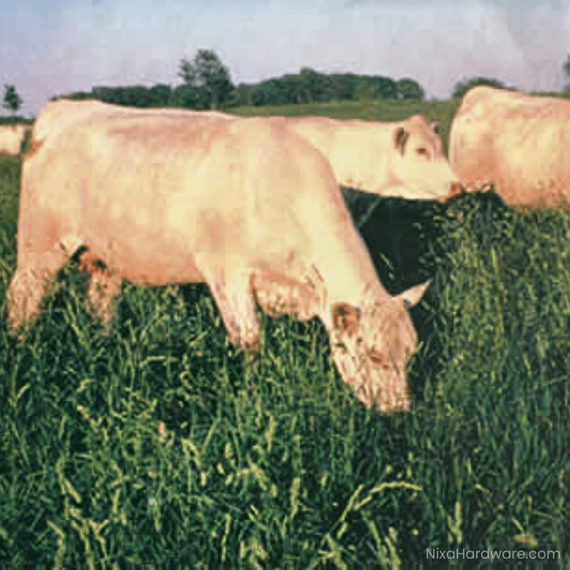 Potomac Orchard Grass Seed growing in field being eaten by cattle