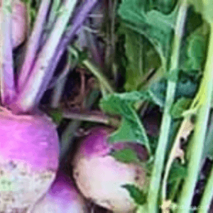 Purple Top Turnip Seed freshly picked