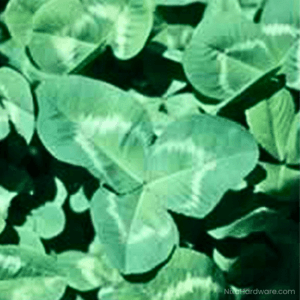 Rampart Ladino Clover Seed full grown close up