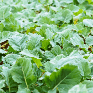 Rape Brassica Seed growng in ground