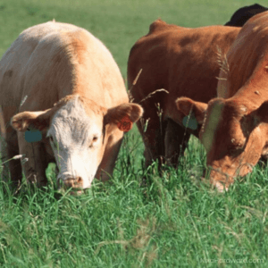 Red River Crabgrass Seed growing in field being eaten by cattle