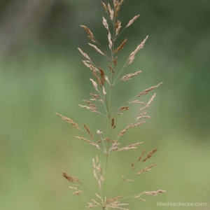 Red Top Grass Seed close up