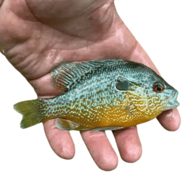 Redear Sunfish