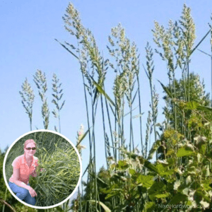 Reed Canary Grass Seed growing in field