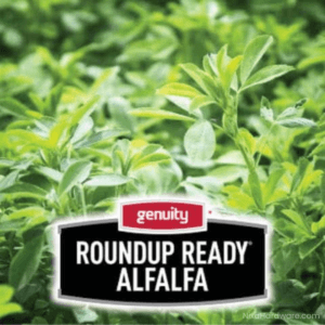 Roundup Ready Alfalfa Seed growing in field and logo