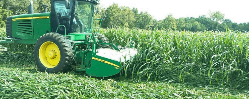 Safe T Graze Sudan Grass Cutting