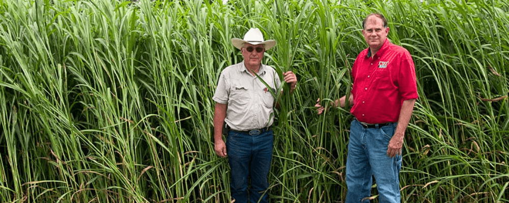 Safe T Graze Sudan Grass Seed Growing Taller than Farmers