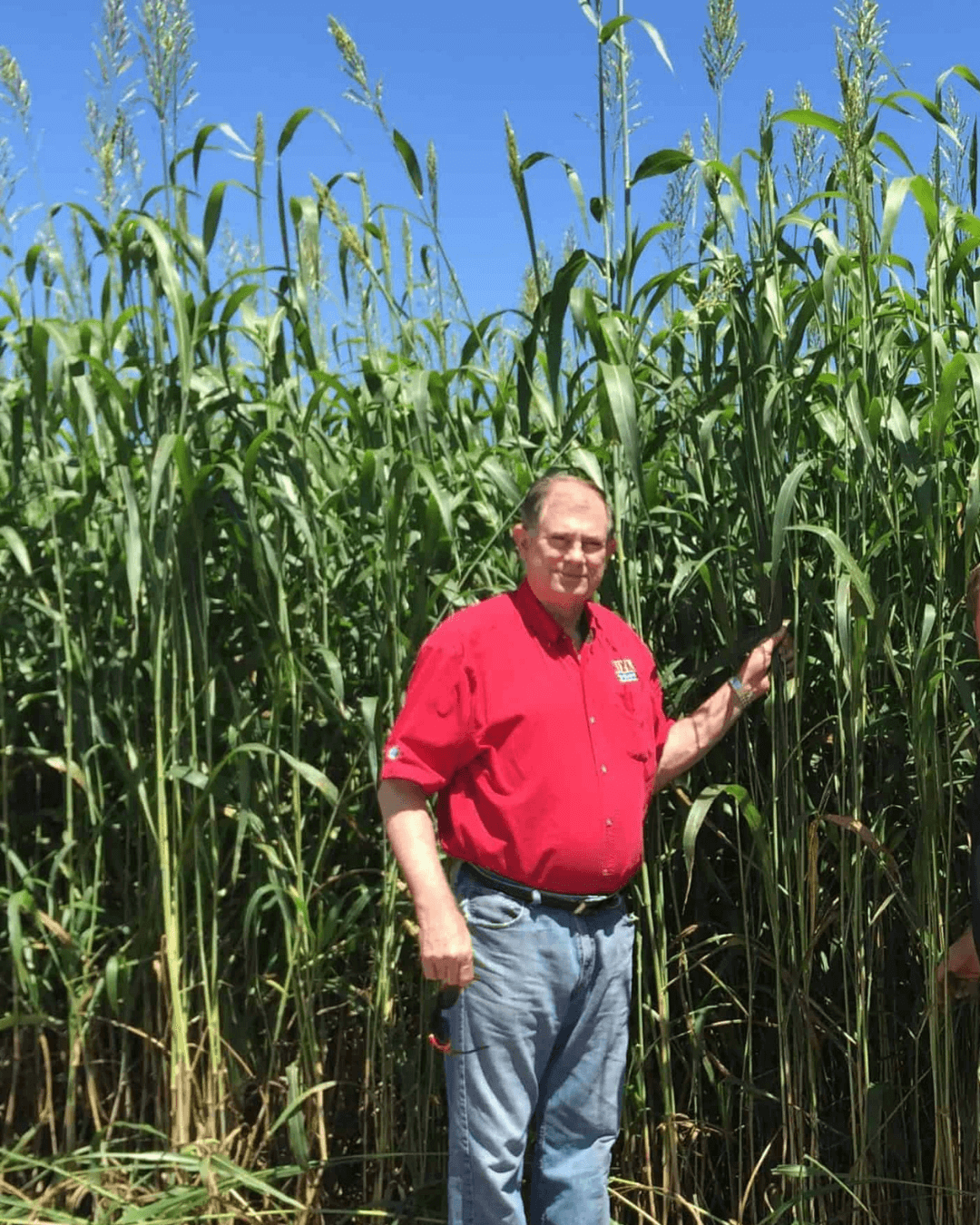 Safe T Graze Sudan Grass Seed Height Comparison