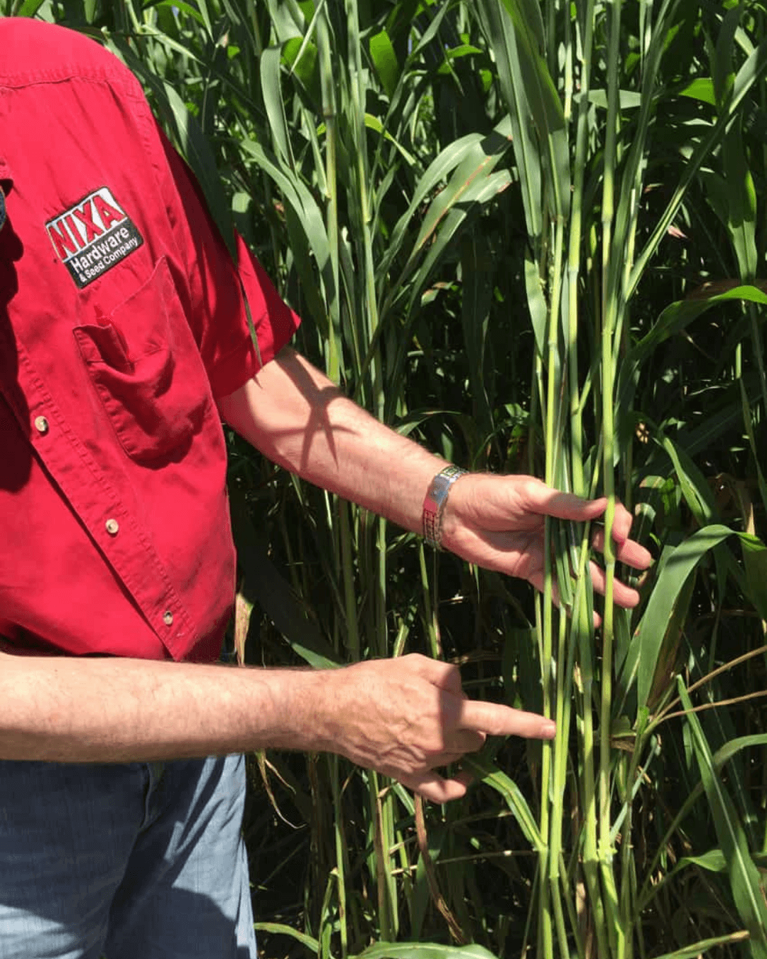 Safe T Graze Sudan Grass Seed Stalk Size