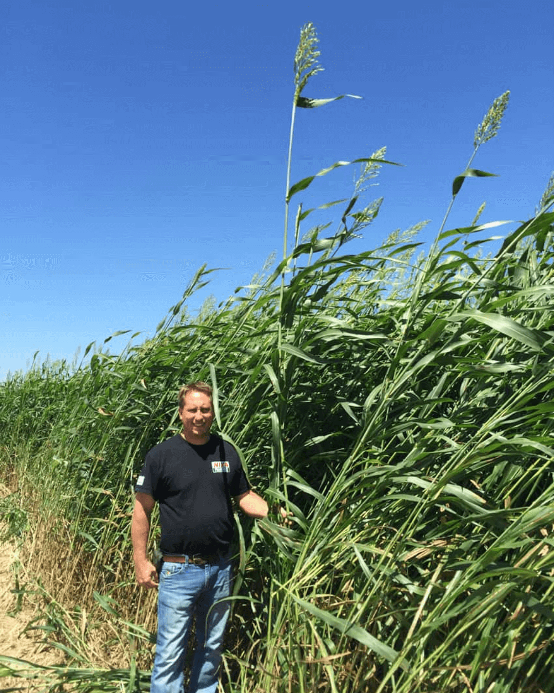 Safe T Graze Sudan Grass Tall Height