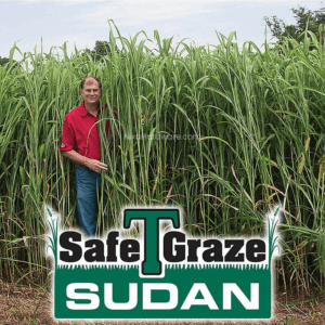 Safe-T-Graze Sudan Seed growing tall in field with farmer