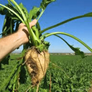 Sugar Beets Seed picked right from field
