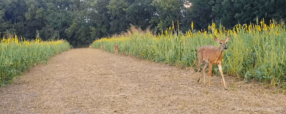 Summer Giant Deer Plot Banner