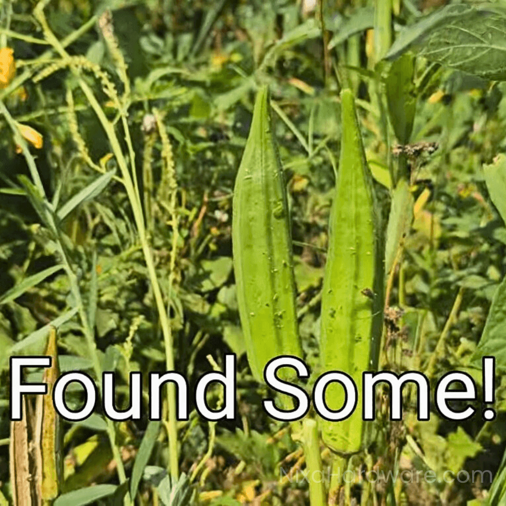 Buck Salad Turnip in Food Plot in December