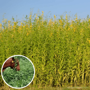 Sunn Hemp Seed growing in field