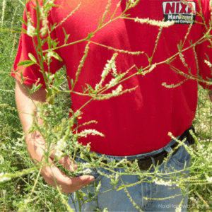 Sweet Clover – White Blossom Seed shown next to farmer in field