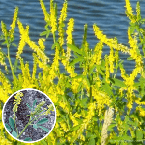 Sweet Clover – Yellow Blossom Seed in full bloom