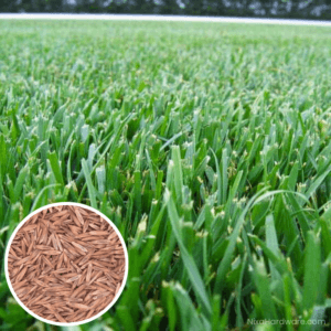 Teff Grass Seed growing in lawn