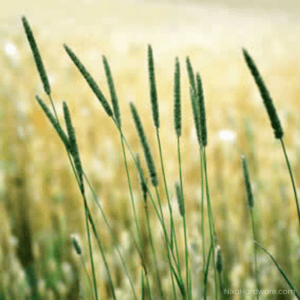 Timothy Grass Seed growing in field