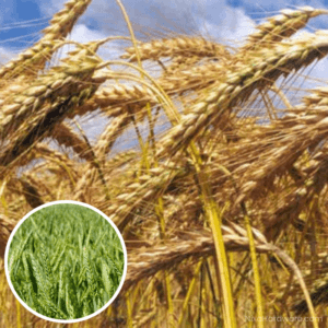 Triticale Seed TriCal Flex 719 growing in field