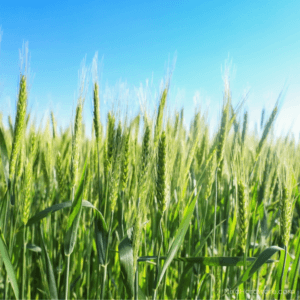 Forage Wheat Seed growing in field