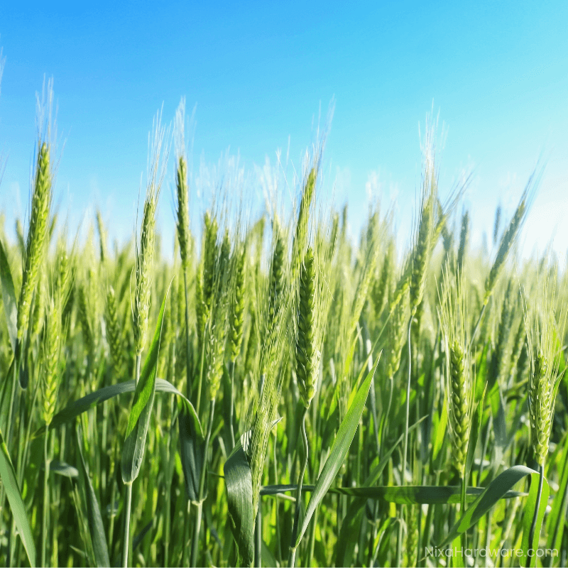 Forage Wheat Seed growing in field