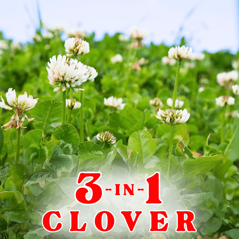 3 In 1 Clover Seed Custom Blend at Nixa Hardware & Seed Co