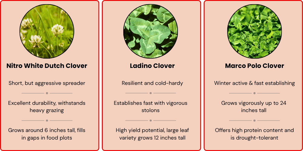 3 in 1 Clover Seed Ingredient Info Graphic
