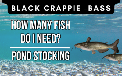 Pond Stocking Fish