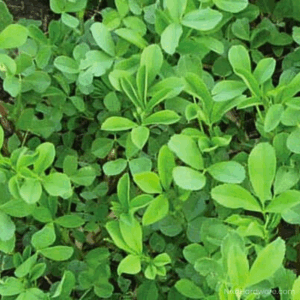 Vernal Alfalfa Seed Growing in Field
