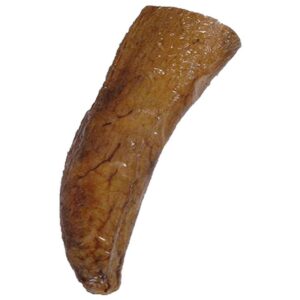 QT Buffalo Horn Core Medium Dog Chew
