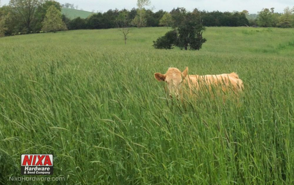Cold Grazer Rye Mature Growth