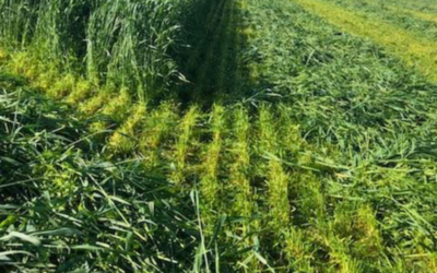 How to Save Hay With Cold-Grazer Rye