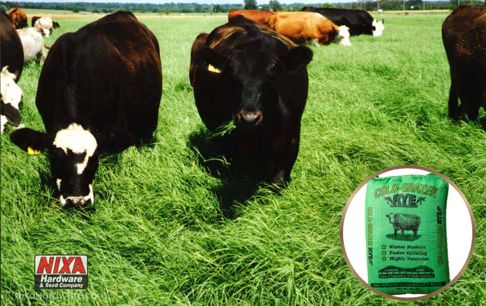 Cows Eating Cold-Grazer Rye in Field