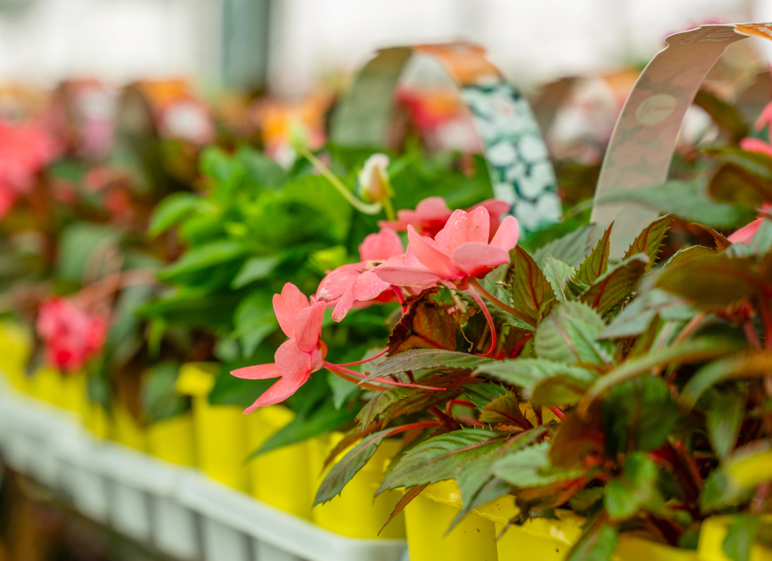 Wide selection of seasonal plants, flowers, and gardening supplies at Nixa Hardware and Seed.