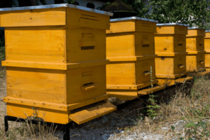 Beekeeping Hive Supplies & Classes in SW Missouri