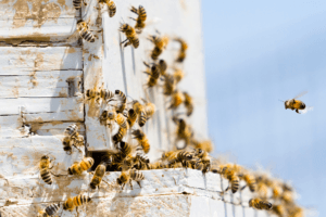 Live Bees for Sale in SW Missouri