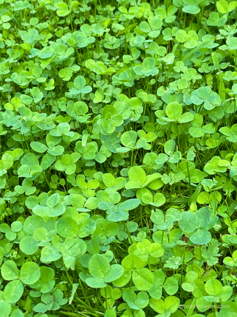 Nitro White Clover Growing in Nixa MO