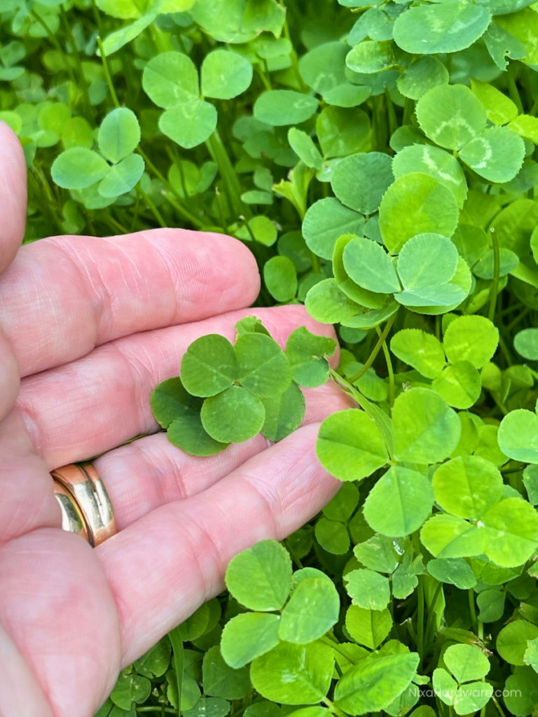 Nitro White Clover Growing in Nixa MO Closeup