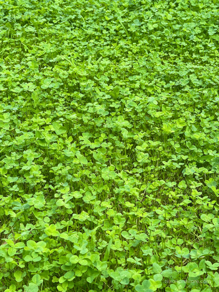 Nitro White Clover Growing in Nixa MO Day 55