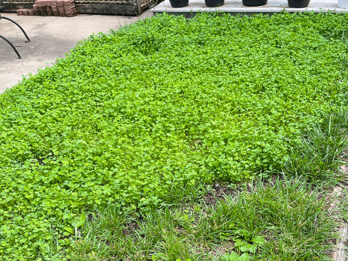 June 10 Lush Green Clover Patch to Feed the Bunnies