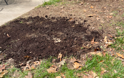 Fixing a Muddy Bare Spot with Nitro White Clover Seed