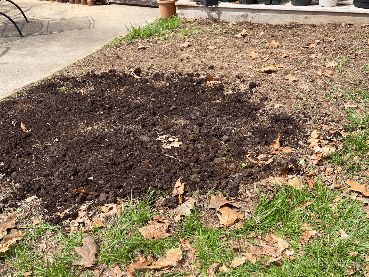 Nitro White Clover Seed Yard Patch Before