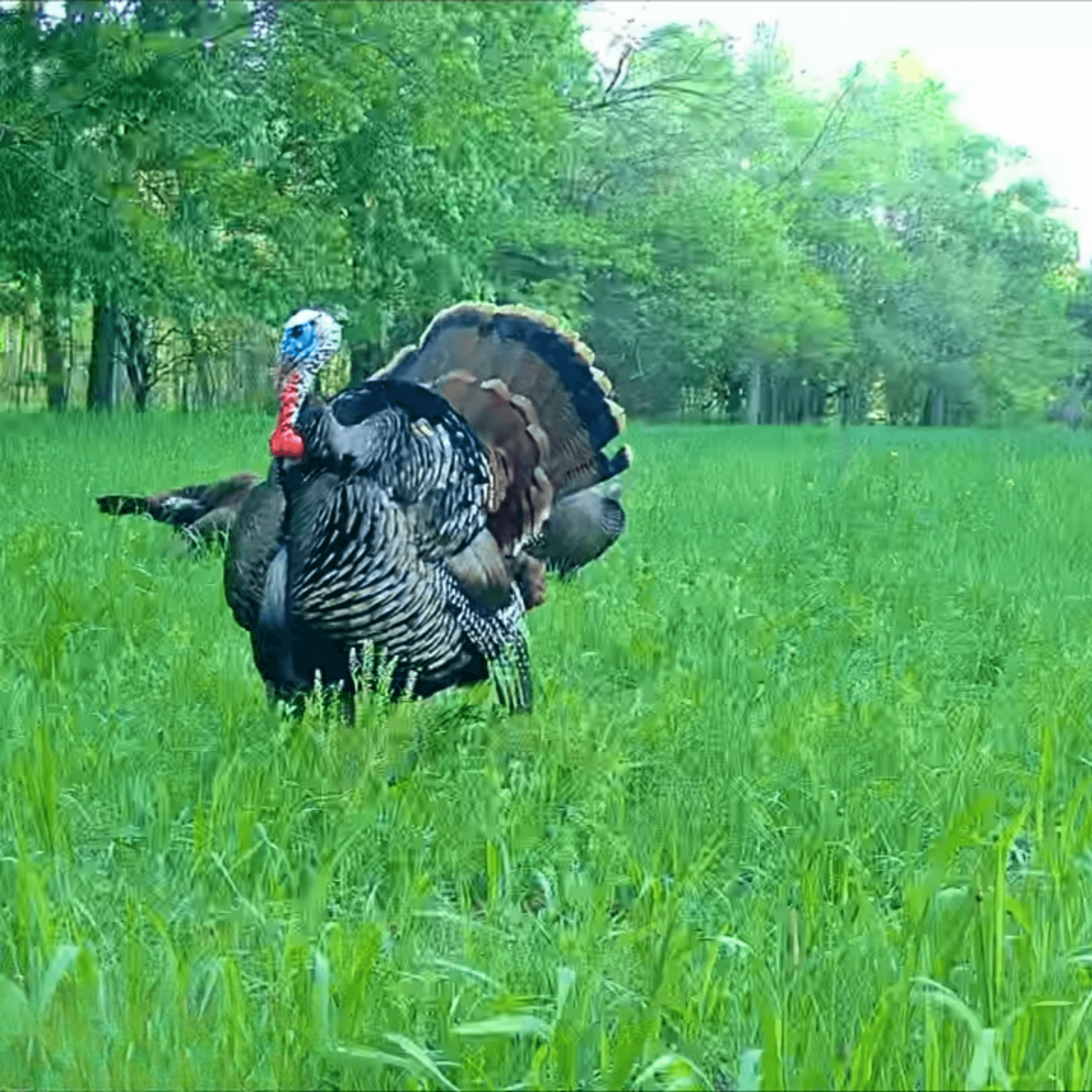 Food Plot Seed